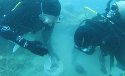 Divers collect dead coral. (Credit S Dalton)
